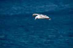 单海鸥飞行鸟开放翅膀清晰的蓝色的海