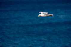 单海鸥飞行鸟开放翅膀清晰的蓝色的海