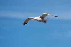 单海鸥飞行鸟开放翅膀清晰的蓝色的天空