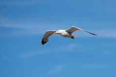 单海鸥飞行鸟开放翅膀清晰的蓝色的天空