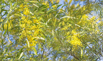 澳大利亚布什场景金合欢树花