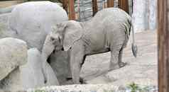 婴儿大象动物园
