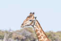 特写镜头肖像纳米比亚长颈鹿长颈鹿鹿豹座