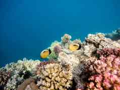 blacktail蝴蝶鱼珊瑚花园红色的海3 月 19 日知道