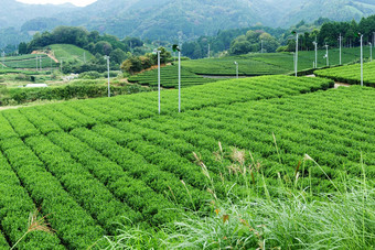 茶农场