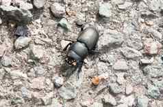 较小的阉割过的雄鹿多尔库斯parallelipipedus甲虫地面