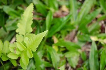 绿色蕨类植物地面河