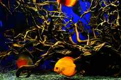 橙色白色铁饼鱼游泳深藻类