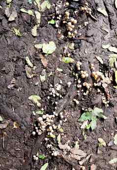 集合小日益增长的蘑菇污垢土壤组织