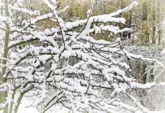 雪分支机构树