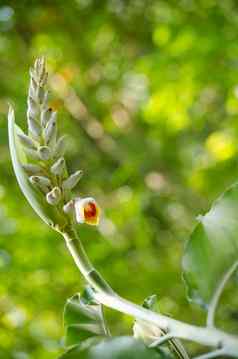 草本植物缺乏真正的茎成长厚根状茎甲型肝炎病毒