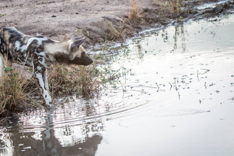 非洲野生狗喝水