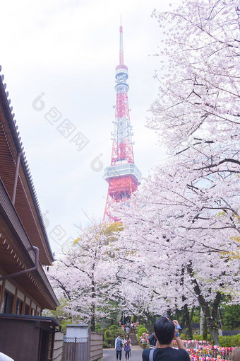 东京塔樱花花朵包围