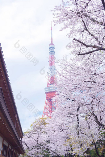 东京塔樱花花朵包围