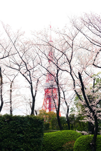 东京塔樱花花朵包围