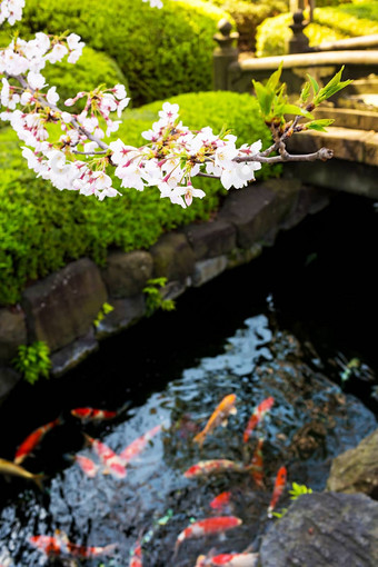 樱花花朵