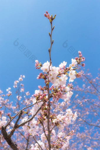 樱花花朵