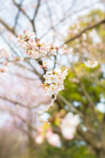 樱花花朵