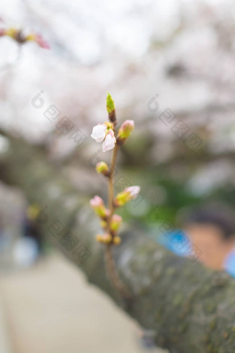 樱花花朵