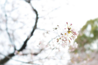 樱花花朵