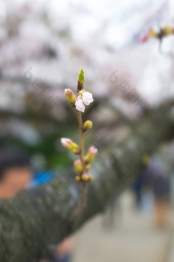 樱花花朵