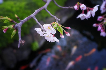 樱花花朵