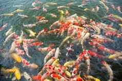 色彩斑斓的花俏的鲤鱼鱼锦 鲤鱼