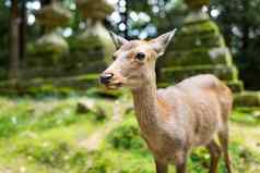 野生鹿日本寺庙