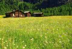 美丽的全景明信片视图风景如画的农村山风景阿尔卑斯山脉传统的高山山别墅野生花场阳光明媚的一天夏天