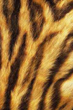 老虎条纹真正的毛皮