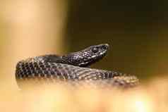 黑色的尼科尔斯基毒蛇