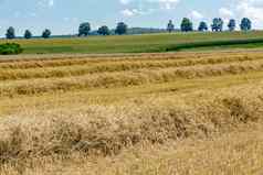 夏天部分收获小麦场