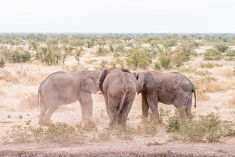 非洲大象对峙看