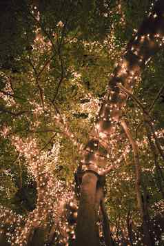 美丽的树位于布里斯班城市覆盖灯