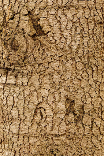 高度详细的树树皮纹理