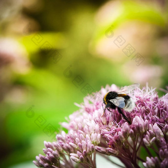 熊蜜蜂粉花