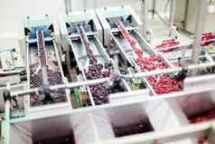 冻树莓处理业务