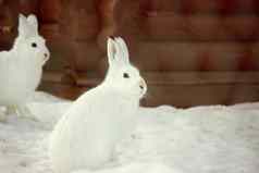 兔子雪兔子冬天