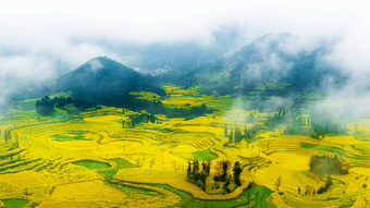 油菜场油菜籽花场早....雾<strong>罗平</strong>中国