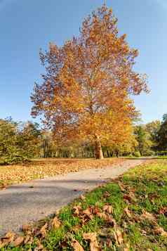 色彩斑斓的秋天公园