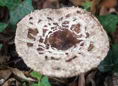 关闭常见的蘑菇真菌野生饲料Macrolepiota为什么