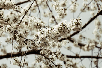 树白色花