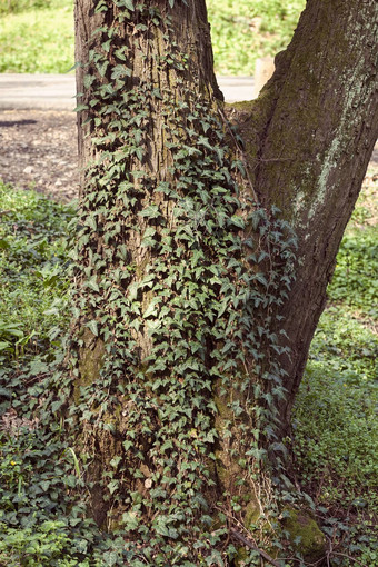 缠绕植物树