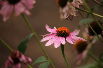 紫色的松果<strong>菊</strong>紫锥<strong>菊</strong>紫竹