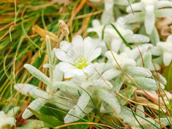 盛开的克里米亚雪绒花草特写镜头