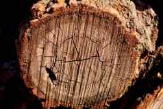 高救援粗糙的减少橡木日志树皮