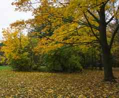 秋天树公园叶子照片美丽的图片引入