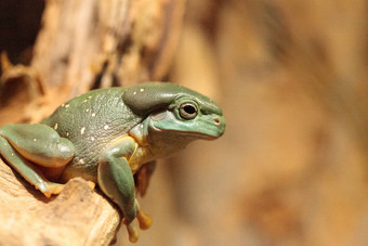 华丽的树青蛙绿眼美丽