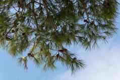 松视锥细胞松树松果体花园松分支机构蓝色的天空背景