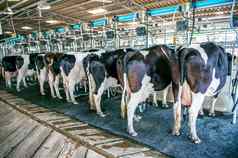 牛农场牛挤奶设施现代挤奶机器